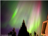 Northern lights in the sky behind trees. 