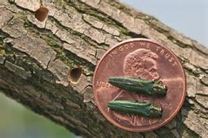 emerald ash borer