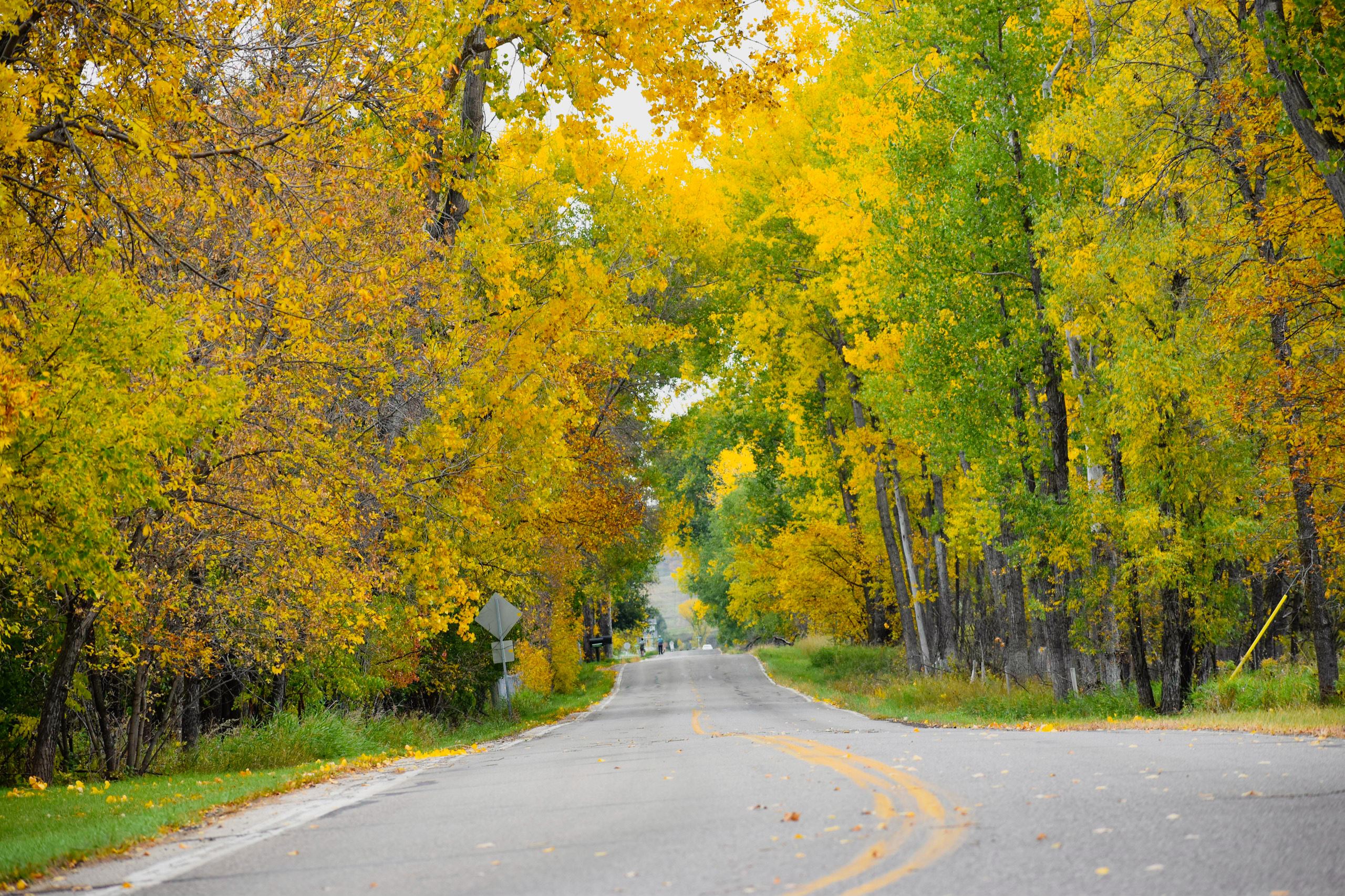 S 12th St. Fall - Photo Credit - Jason Bartholomay 