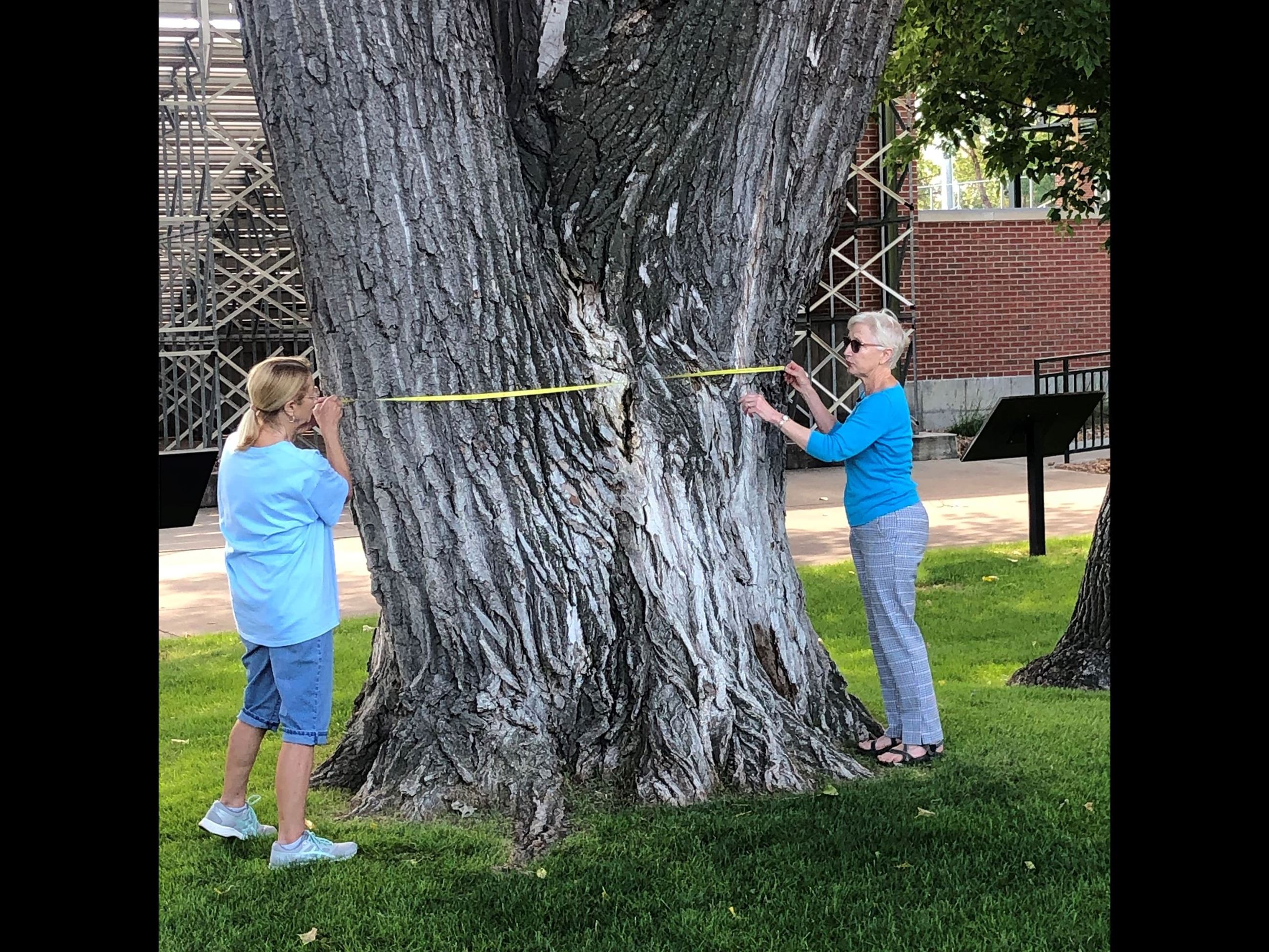 Cottonwood Tree champion candidate 