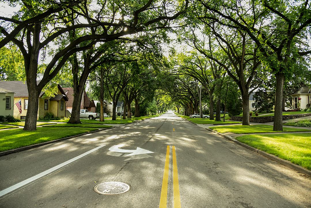 Street view of Avenue C with full canopy of trees. 