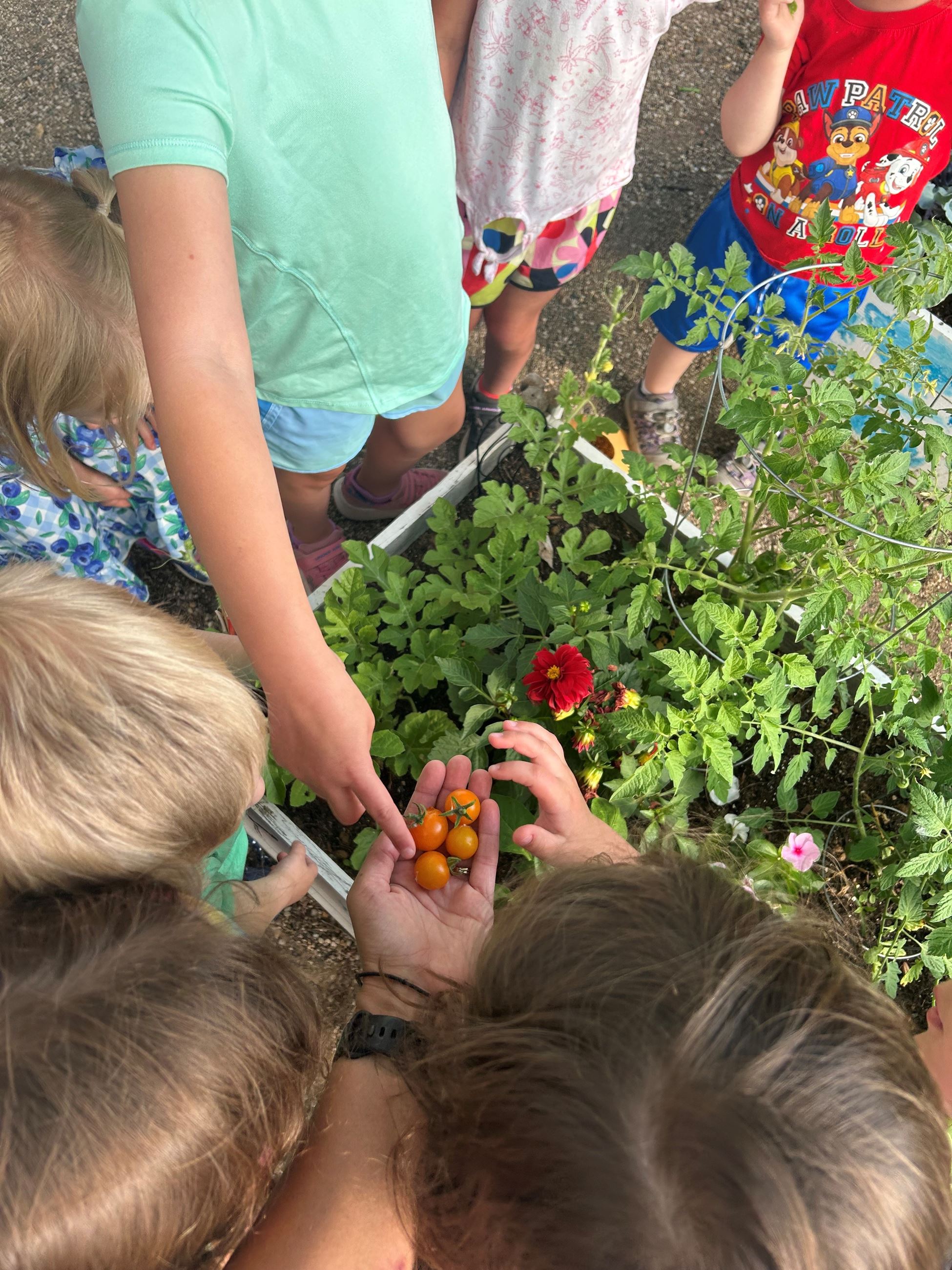 Picture of persons gathered around garden. A person holds cherry tomatoes while children observe.