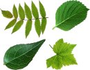 green_leaves_PNG3623.jpg